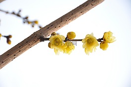 梅花,冬天,图像