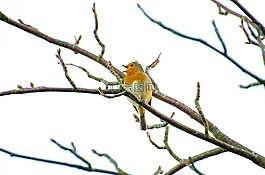 動(dòng)物,鳥,枝杈
