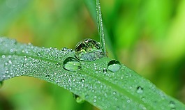 性質(zhì),滴,植物