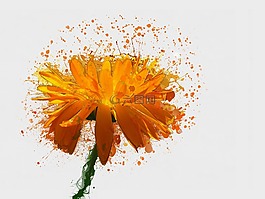 金盞花,橙花,性質(zhì)