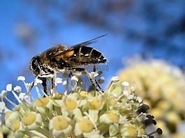蜜蜂,昆蟲,花粉