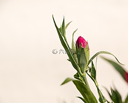 石竹,粉红色,冬花