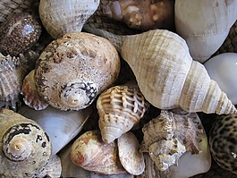 貝殼,海,各色