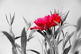石竹,粉红色,冬花
