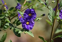 龍膽,性質(zhì),花