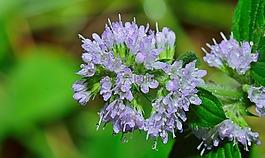 性質(zhì),花,宏