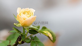白玫瑰,玫瑰,花