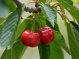 櫻桃,紅色水果,甜