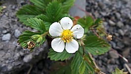 和漿果開(kāi)花,工廠(chǎng),花園