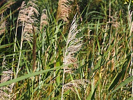 蕨類,風(fēng),夏季