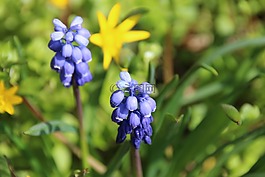 春天,花,蓝色