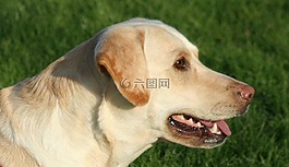 狗,拉布拉多,气喘吁吁