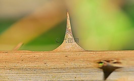 性質(zhì),脊柱,植物區(qū)系