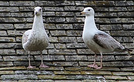 海鷗,鳥,屋頂