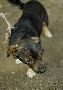 狗,動物,譜系