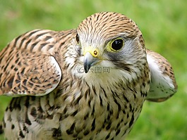 獵鷹,鷹,鳥