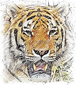 虎,繪圖,動物