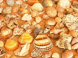 貝殼,海灘,集合