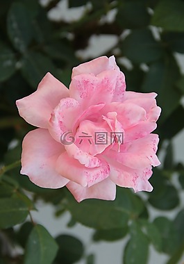 粉紅玫瑰,公園,花園