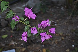 花,buganbilia,分支機構