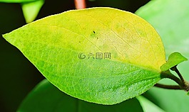 性質(zhì),葉,綠色的樹葉