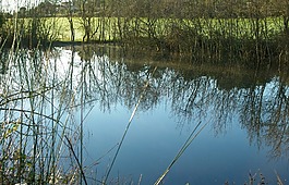 池塘,冬天,湖