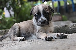 嬰兒,狗,小狗