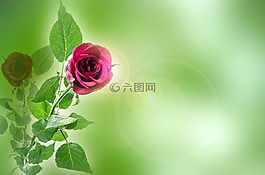 花,鮮花,玫瑰