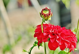 花,红色,植物