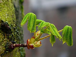 年轻的叶子,芽,树