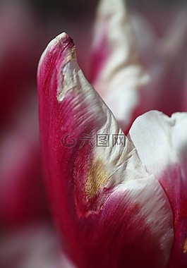 郁金香,花卉,鮮花