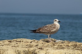 鳥,海,性質(zhì)