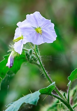 花,綠色,性質