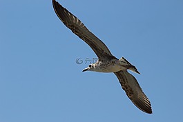 鳥,生活的本質(zhì),性質(zhì)