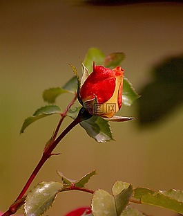 玫瑰,花,性質(zhì)