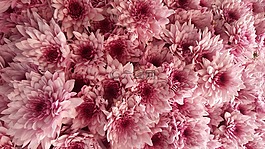 花 bouque,花,植物