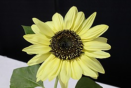 向日葵,黃色,花