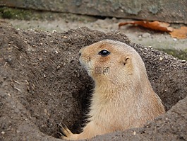 草原,狗,嚙齒動物