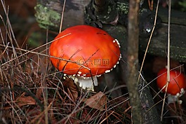 鵝,蘑菇,毒藥