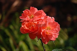 玫瑰,花,花的