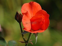 玫瑰,紅色,芽