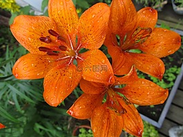 百合,花,橙
