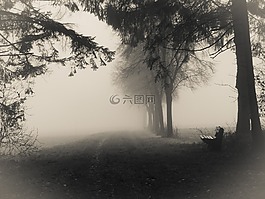 公園,森林,霧