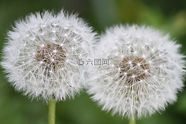 花,花園,蒸汽