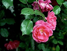 玫瑰,花,性質(zhì)