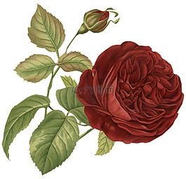 玫瑰,花,釀酒