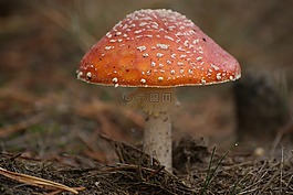 鵝,蘑菇,毒藥