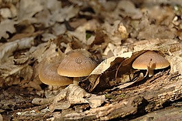 蘑菇,psathyrella spadiceo-菌,春天