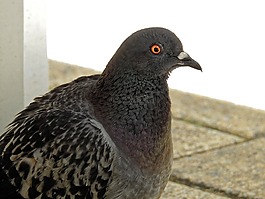 鴿子,鳥(niǎo),動(dòng)物