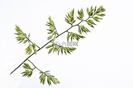 白,植物,阳光